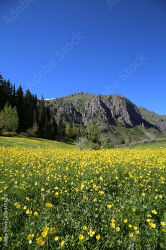 flowering meadows and village landscapes.savsat/artvin/turkey 