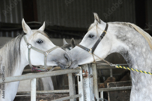 Arabian stallion and mare at stables