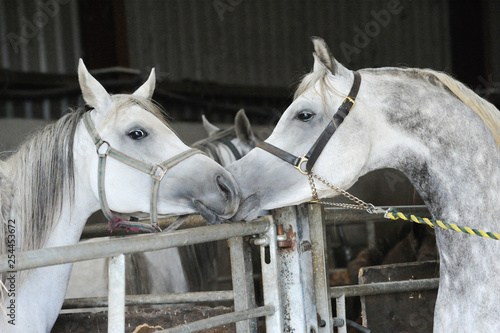 Arabian stallion and mare at stables