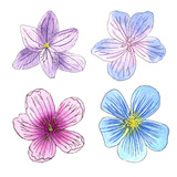  sketch of wild flowers with watercolor on a white background. flax Blue, Crocus, Meadow geranium (field). hand-drawn