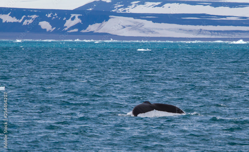 Obraz premium scenes of Svalbard