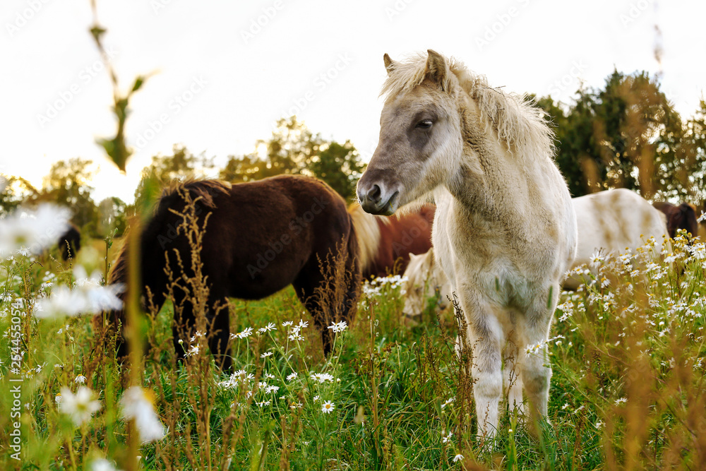 Fototapeta premium Icelandic foals standing in rural field. Denmark. Farm
