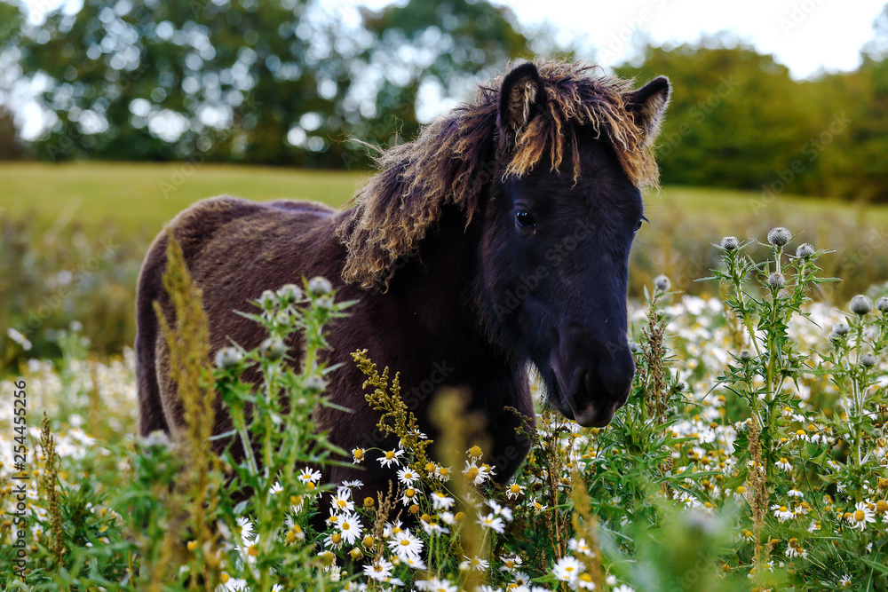 Fototapeta premium Icelandic foals standing in rural field. Denmark. Farm