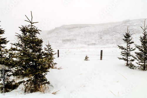 A snowy blustery day in Rockyview County, Alberta, Canada photo