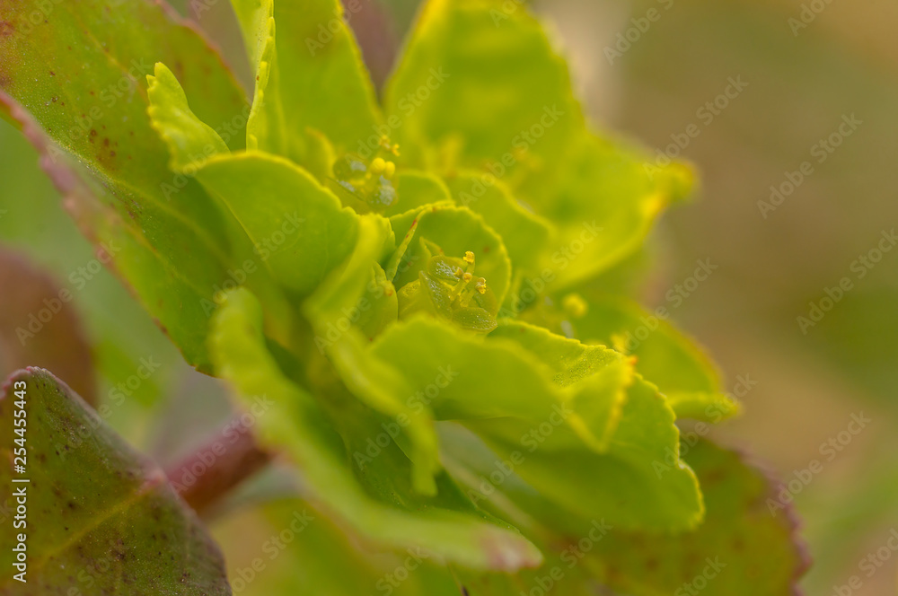 green spring flower blossom in easter garden green spring flower blossom in easter garden