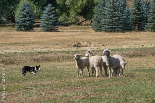 Sheep Dog at Work photo