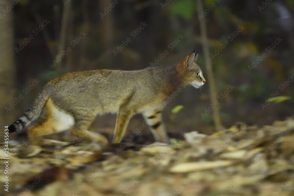 Jungle cat in India Jungle cat in India
