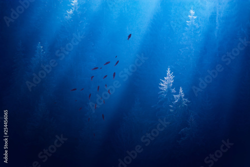 Flock of fish in misty forest