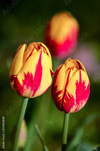 Red yellow tupils in the garden photo