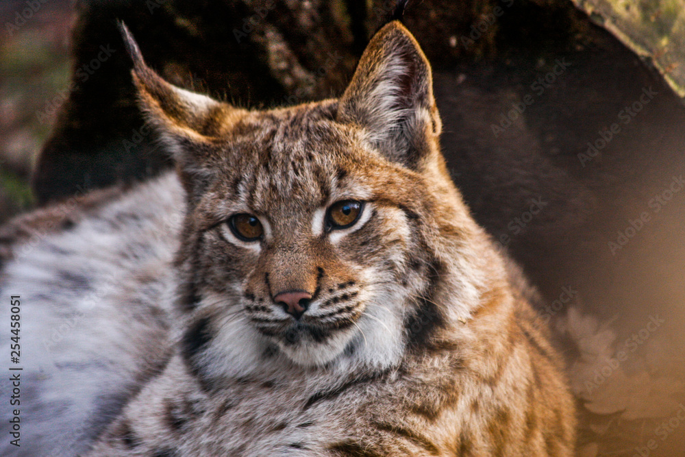 Luchs Luchs
