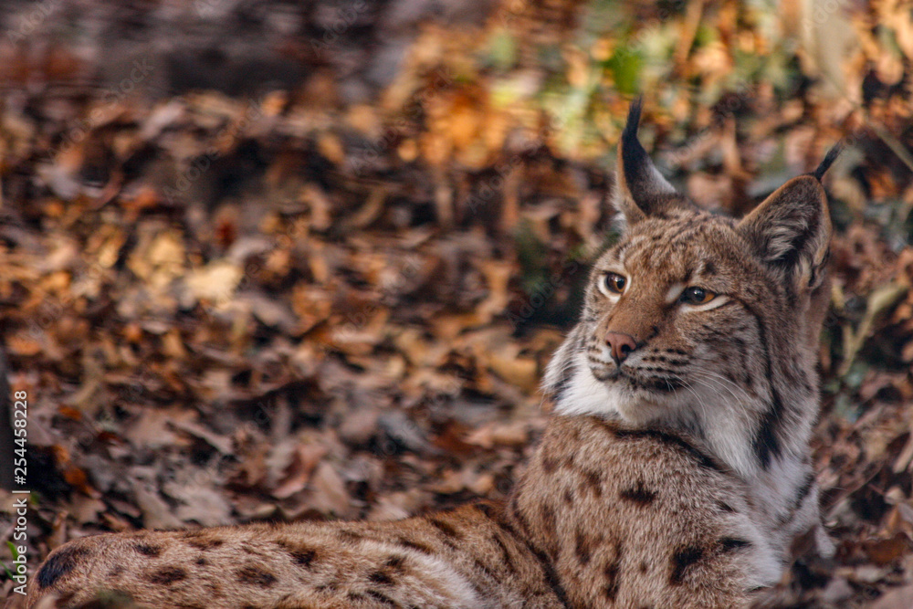 Fototapeta premium Luchs