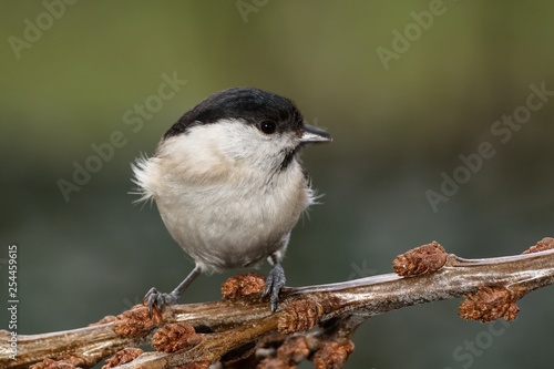 Marsh tit (Parus palustris) on a branch of buckthorn. East Moravia. Europe.