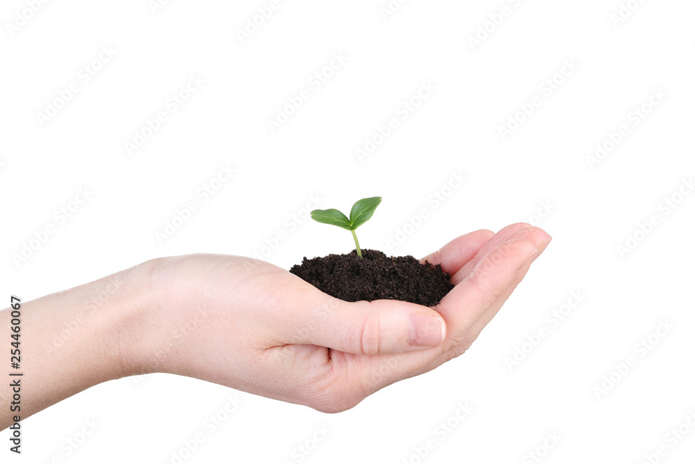 Female hand holding young plant on white background Female hand holding young plant on white background