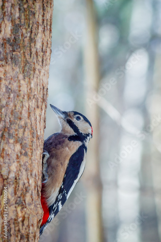 фотографія hungry wild bird woodpecker on a tree in spring forest