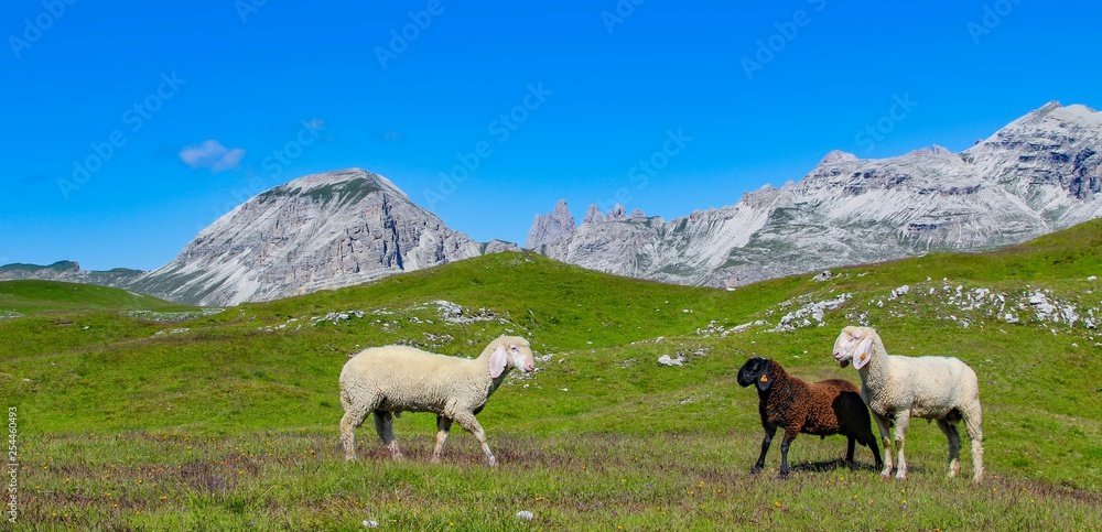 Italy beauty, Dolomites, sheeps in national park Puez Geisler