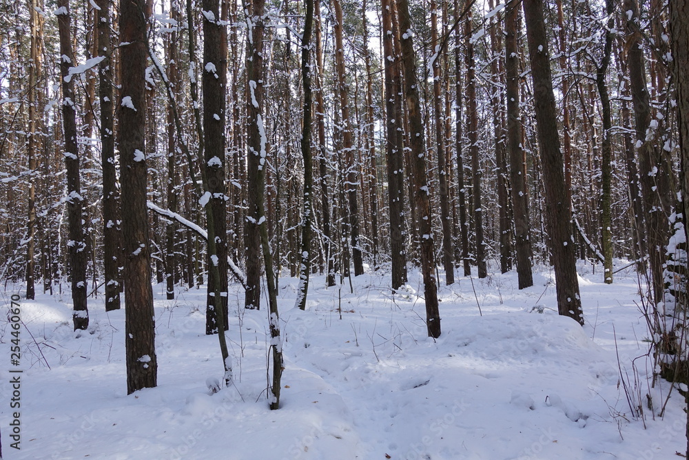 Sunny winter day in a pine forest. Tall pines. Sunny shadows on the snow. Sunny winter day in a pine forest. Tall pines. Sunny shadows on the snow.