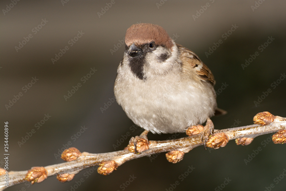 Naklejka Tree sparrow (Passer montanus) on a branch of buckthorn. East Moravia. Europe.