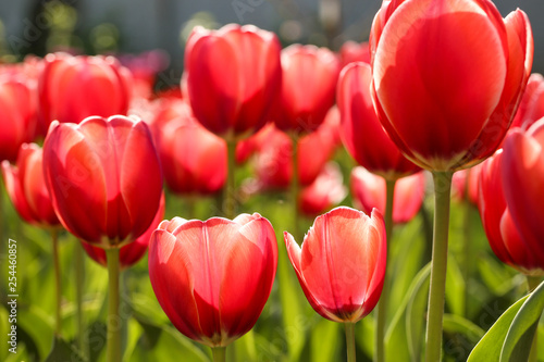Fresh red tulip flowers in the garden