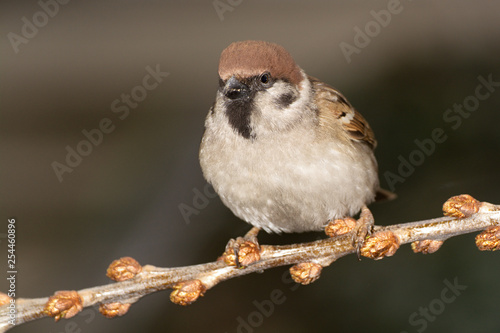  Tree sparrow (Passer montanus) on a branch of buckthorn. East Moravia. Europe.