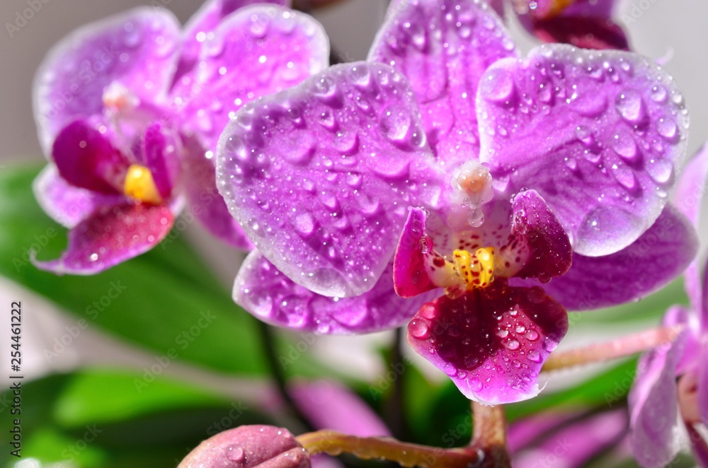 Flower. Flower.