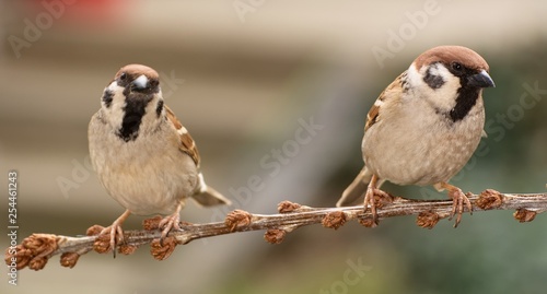 Two tree sparrows (Passer montanus) on a branch of buckthorn. East Moravia. Europe.