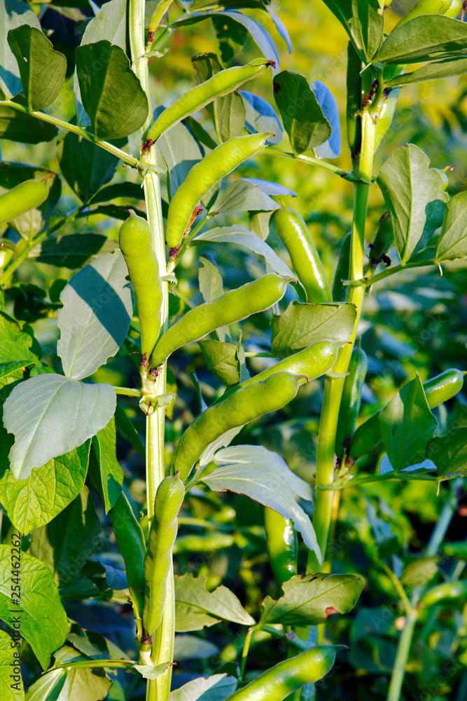 Fototapeta premium Bean plants.
