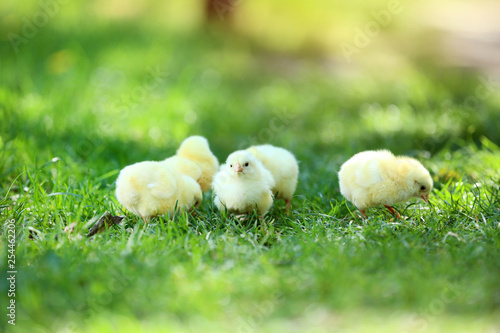 Little chicks on green grass in the park