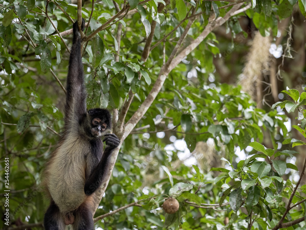 Fototapeta premium Spider Monkey, Ateles geoffroyi, chooses only ripe fruits in the rainforest, Guatemala