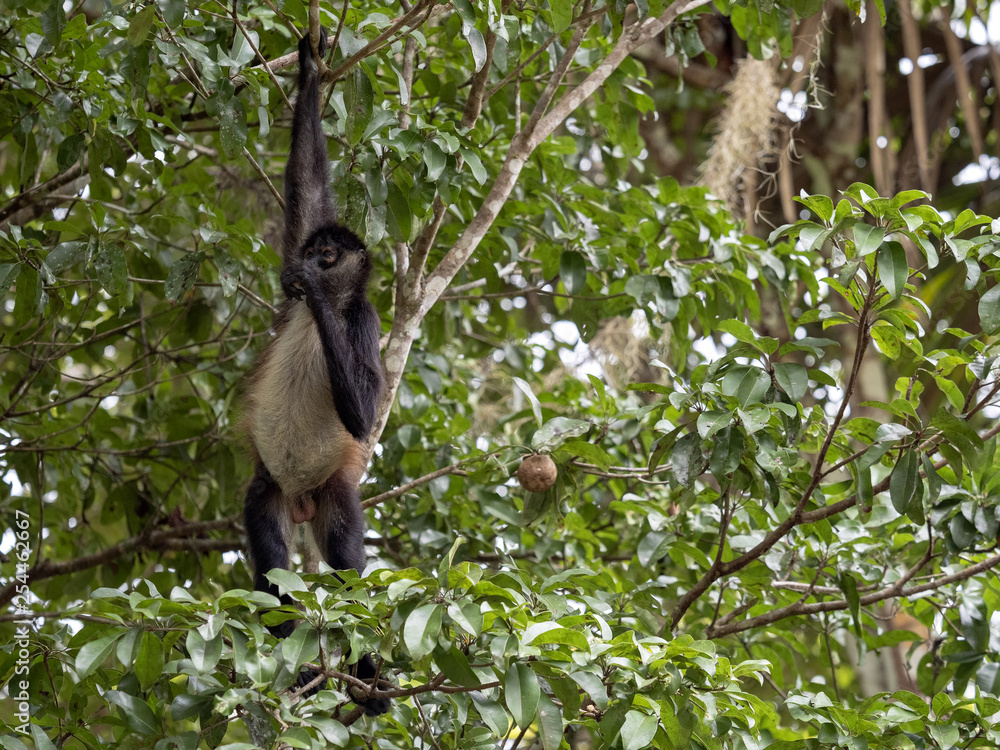 Naklejka premium Spider Monkey, Ateles geoffroyi, chooses only ripe fruits in the rainforest, Guatemala