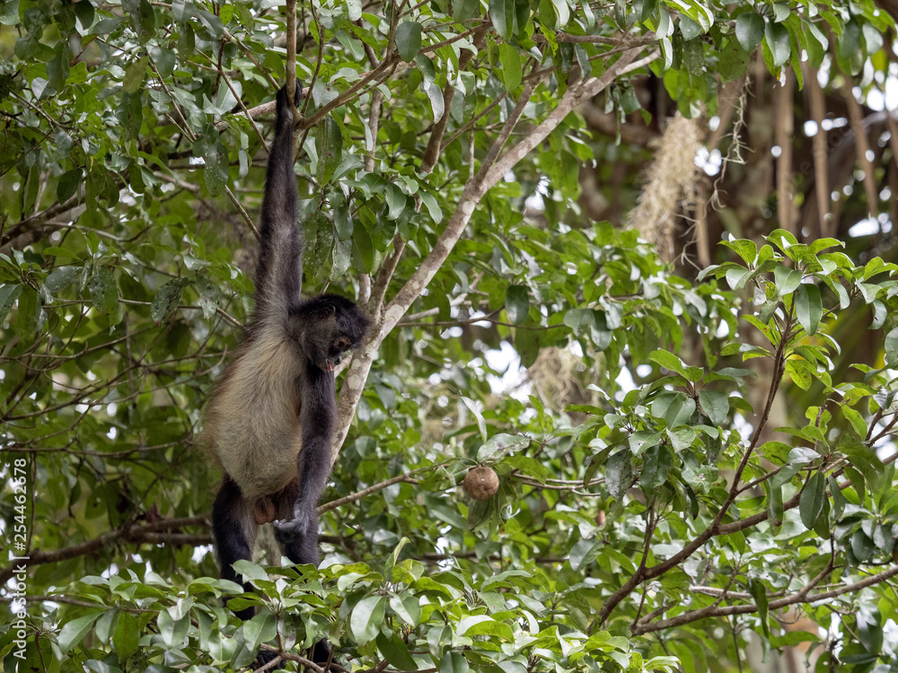 Fototapeta premium Spider Monkey, Ateles geoffroyi, chooses only ripe fruits in the rainforest, Guatemala