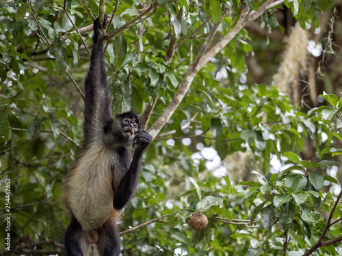 Spider Monkey, Ateles geoffroyi, chooses only ripe fruits in the rainforest, Guatemala © vladislav333222