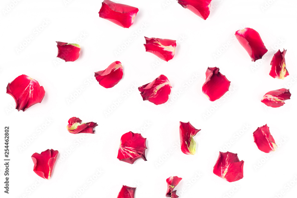 Rose flowers petals on white background. Valentines day background. Flat lay, top view, copy space. Rose flowers petals on white background. Valentines day background. Flat lay, top view, copy space.