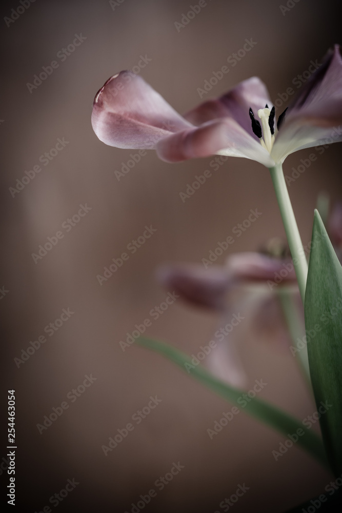 Obraz premium Trauer , Traurigkeit - Verwelkende Tulpe 