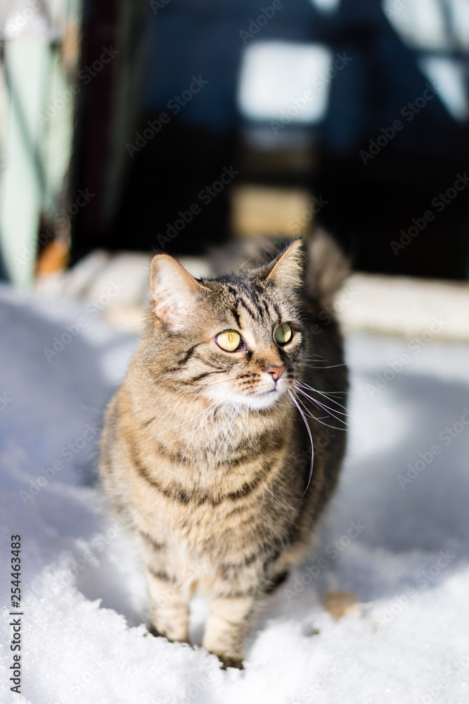 Naklejka premium A cat walking on snow in a residential area. 