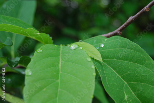 Royalty high quality free stock photo green leaves with raindrops above, abstract blurred background