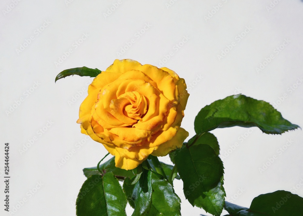 Rose on a white background. 