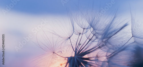 dandelion at sunset . Freedom to Wish. Dandelion silhouette fluffy flower on sunset sky © Serenkonata