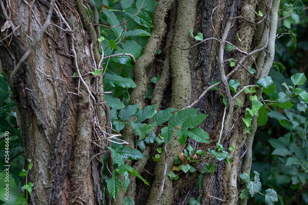 Obraz premium gespaltene Bäume