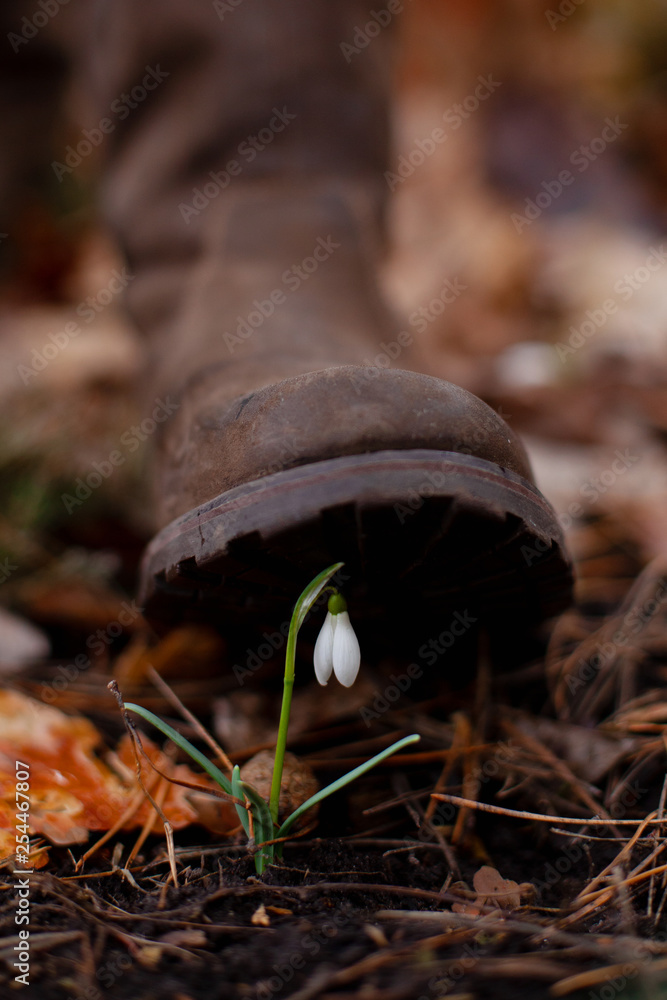 Fototapeta premium Human foot stepping on a snowdrop in the forest