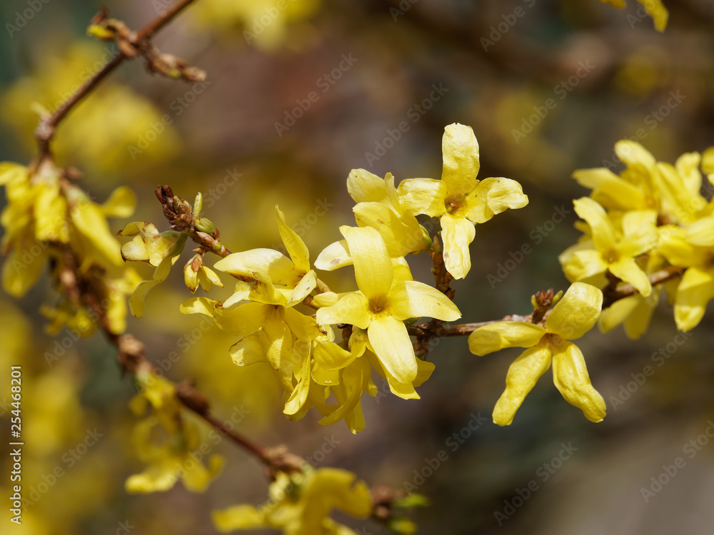 Fleurs jaunes, or et brillantes du Forsythia hybride ou Forsythia de Paris (Forsythia ×intermedia) Fleurs jaunes, or et brillantes du Forsythia hybride ou Forsythia de Paris (Forsythia ×intermedia)