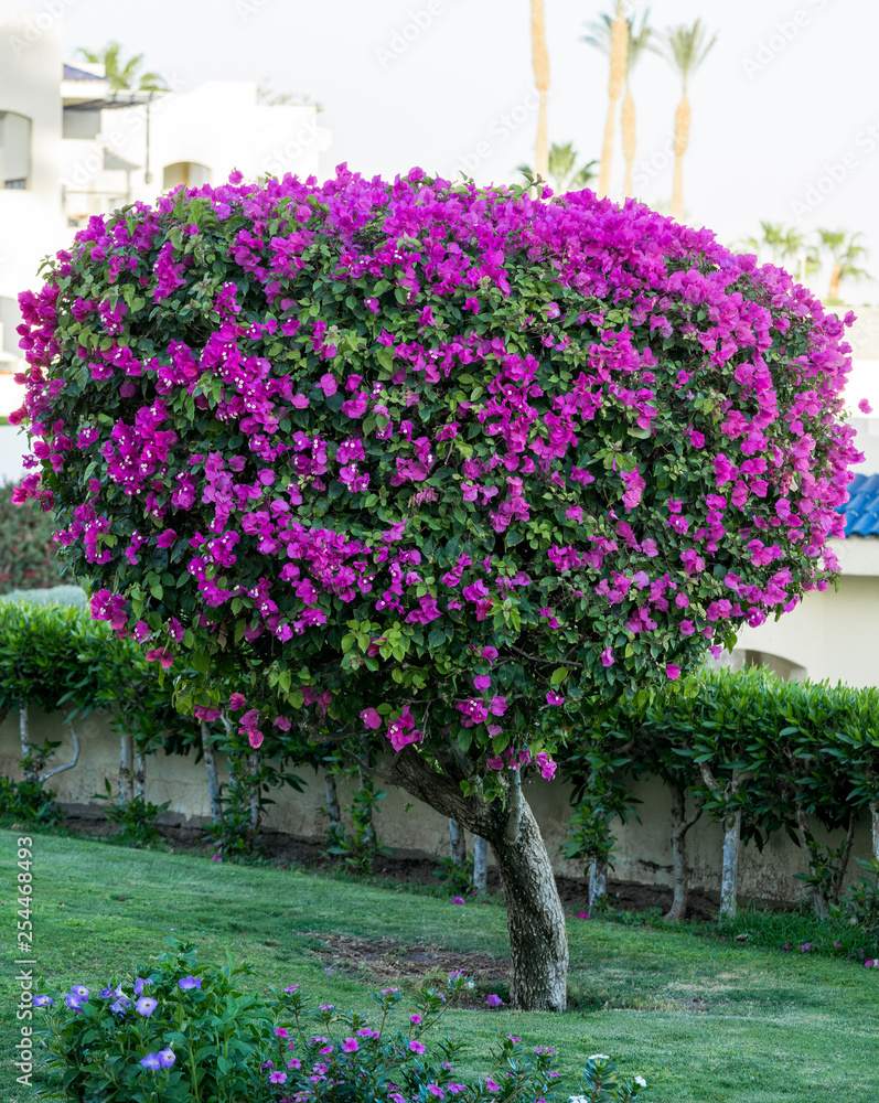 flower bush tree