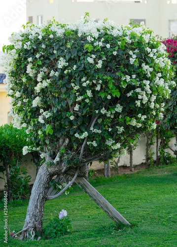 Blooming jasmine bush in a summer park. photo