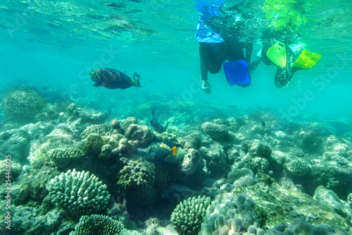 Rear view of unrecognizable couple snorkeling .Underwater view of coral reefs  and fish