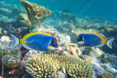 Blue surgeon fish in clear water on Maldives coral reef 