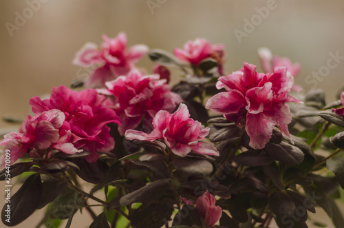 pink azalea. flower in a pot