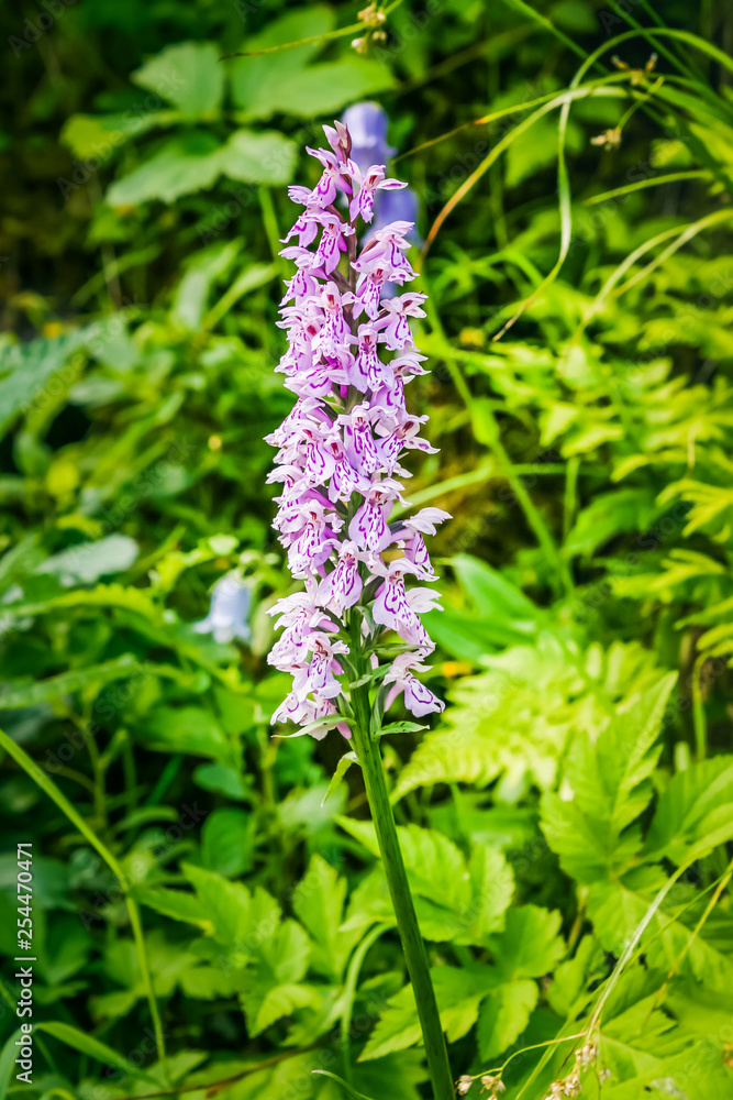 beautiful purple pink flower in the woods
