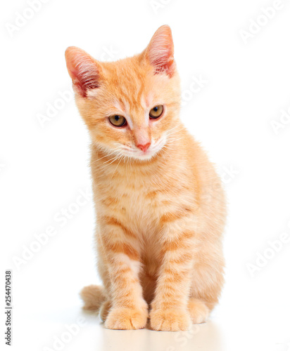 ginger kitten cat