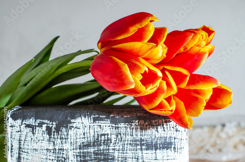 spring red tulips