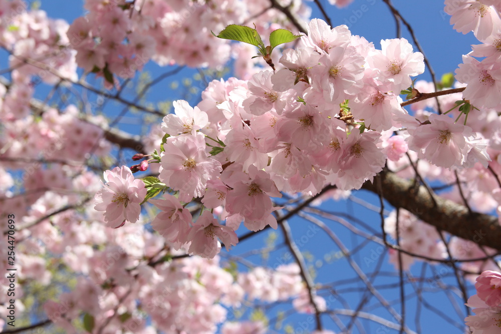 Cherry blossoms in spring garden
