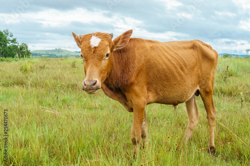 Brown cow on the field in the province of Xiangkhoang  Laos.